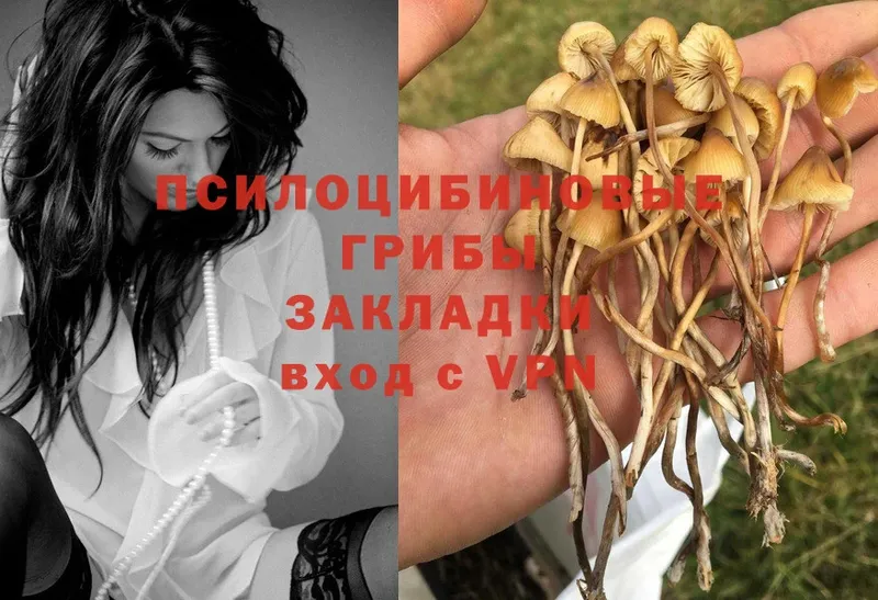 Псилоцибиновые грибы Magic Shrooms  купить закладку  Бежецк 